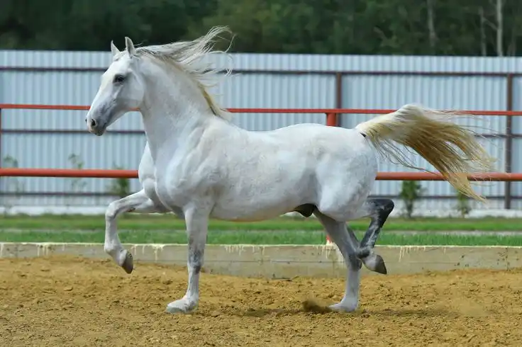 Most Beautiful Horses in The World
