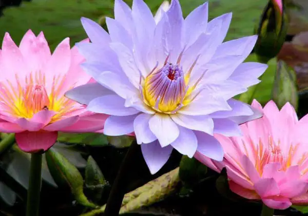 Top 10 Most Beautiful Flowers in The World
