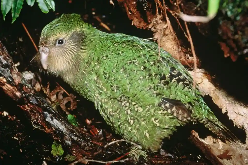 rarest birds in the world
