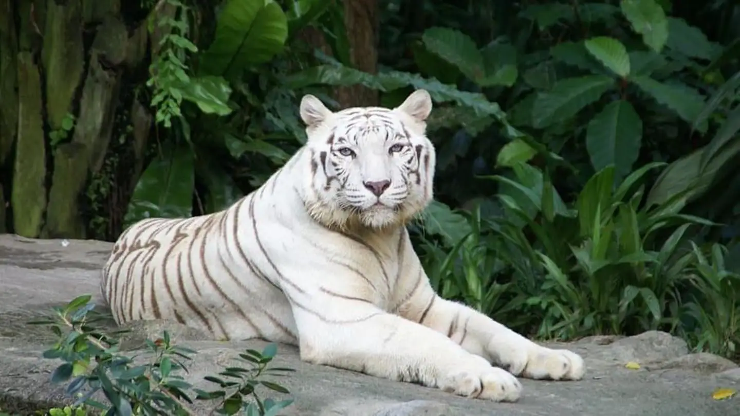 Top 10 Largest Zoos in India