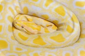 Top 10 Most Beautiful Snakes in The World