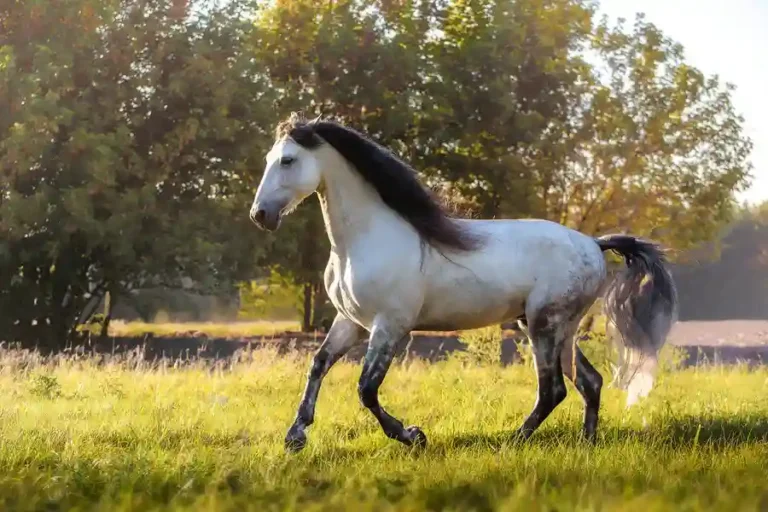 Top 10 Fastest Horses in The World