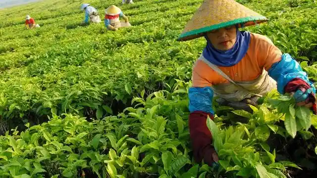 Top 10 Largest Tea Producing Countries 2023