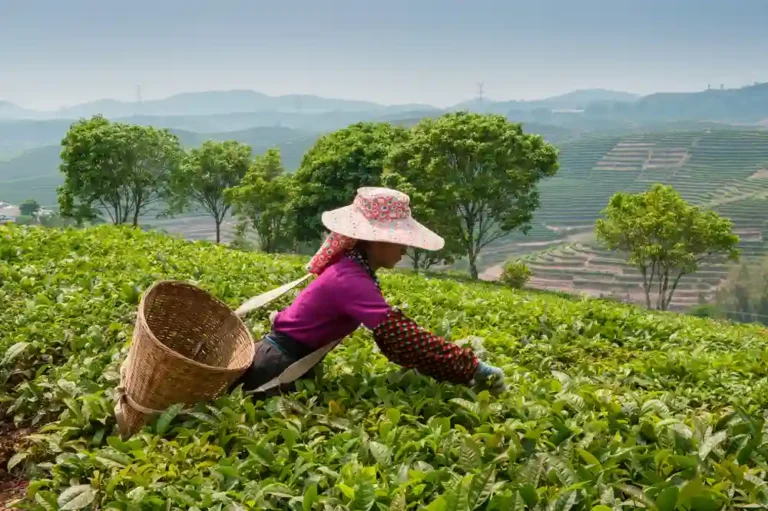 Top 10 Largest Tea Producing Countries 2023
