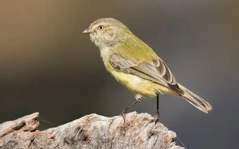 Top 10 Smallest Birds in The World