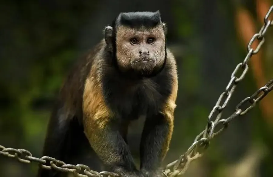 Ugliest Monkeys In The World