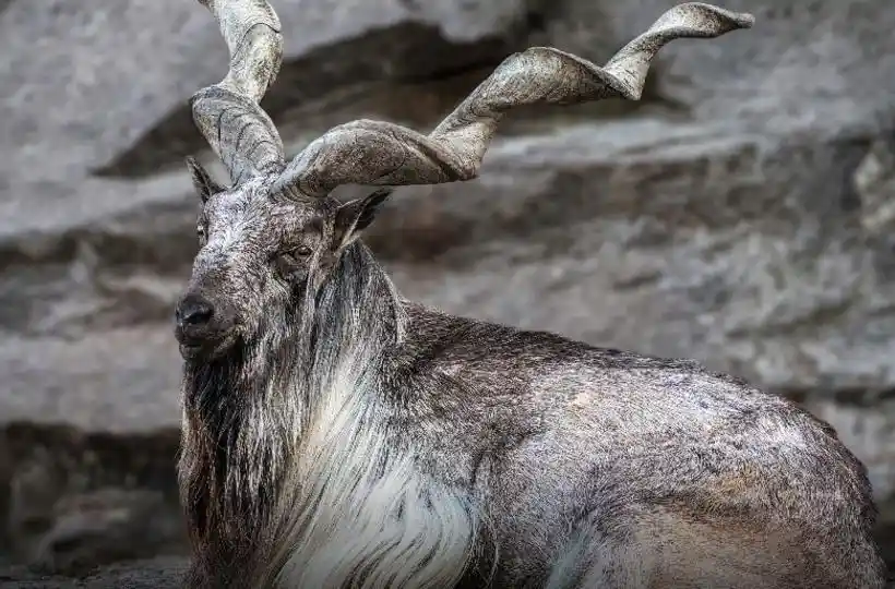 Animals With The Biggest Horns