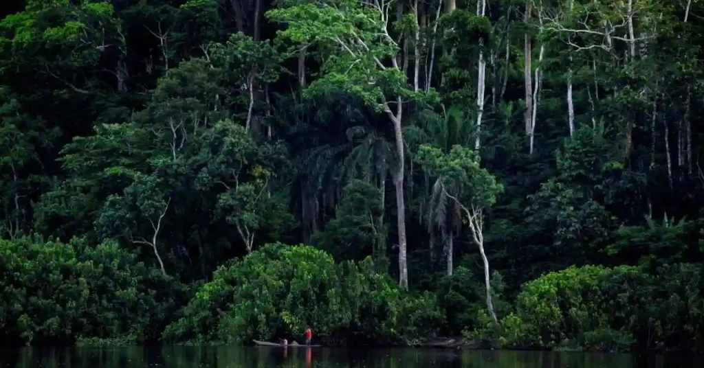 Top 10 Most Dangerous Forests in The World