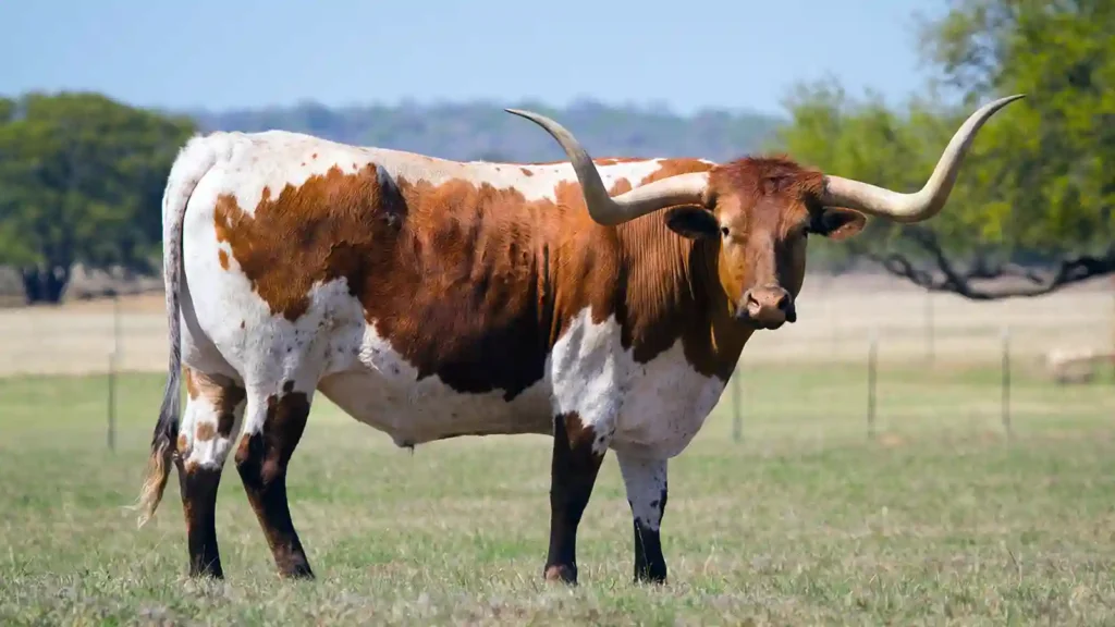 Animals With The Biggest Horns
