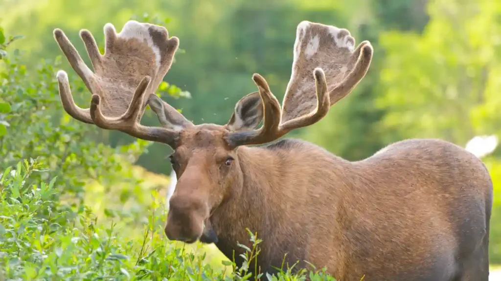 Animals With The Biggest Horns