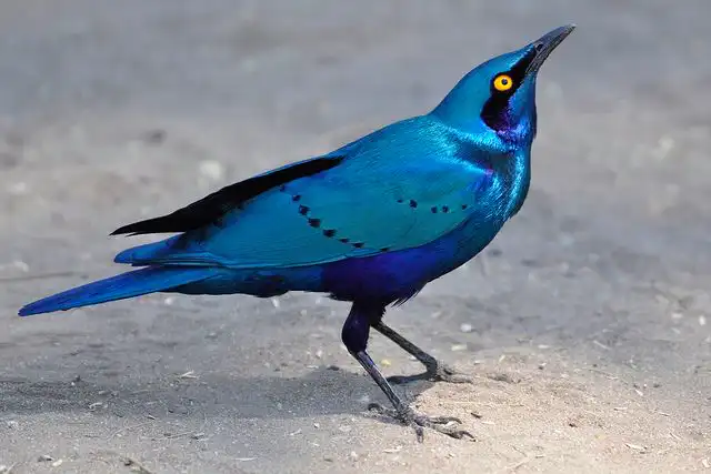Types of Birds That Are Blue