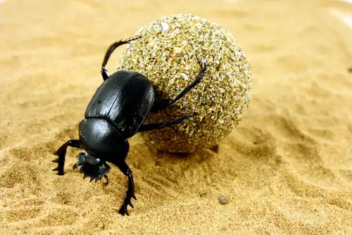 Top 10 Strongest Insects in The World