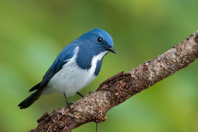 Types of Birds That Are Blue