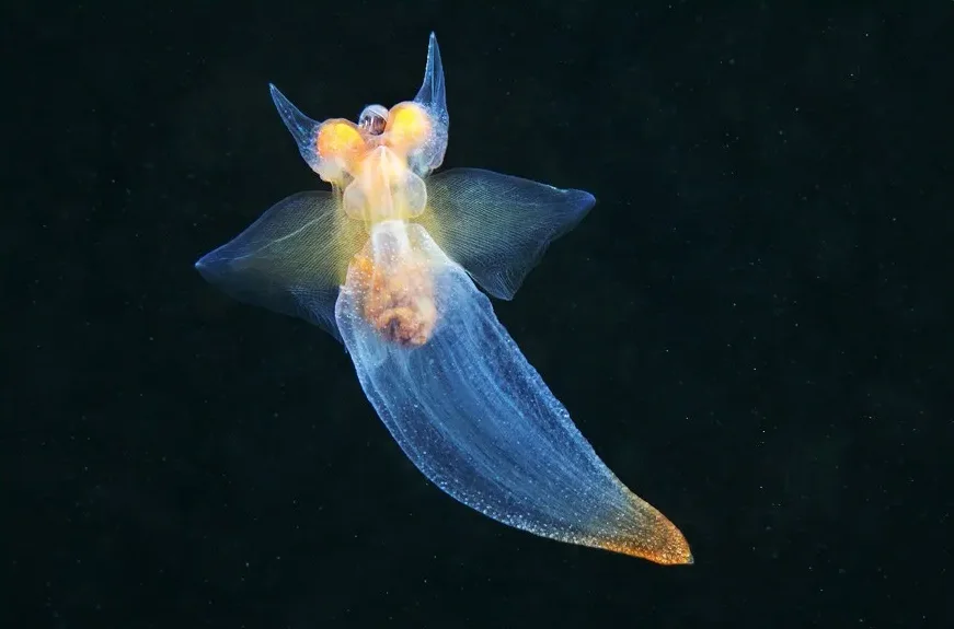 top 10 most beautiful sea creatures
