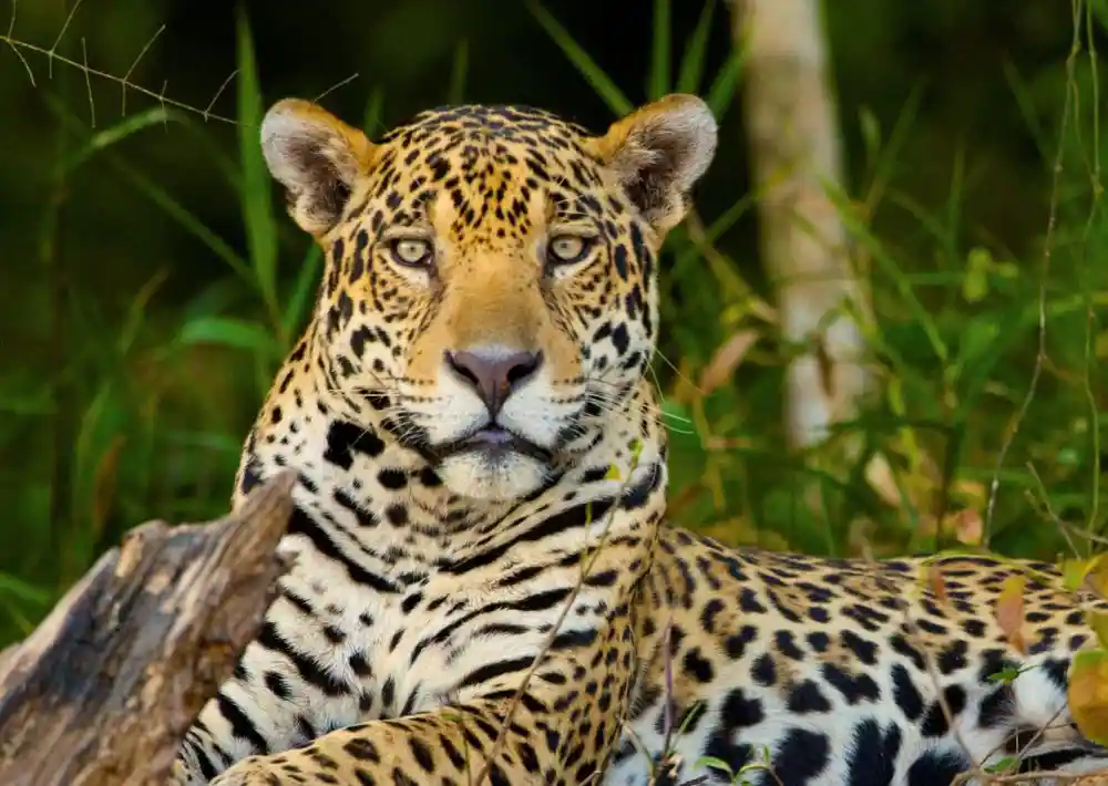 Top 10 Most Dangerous Animals in The Amazon
