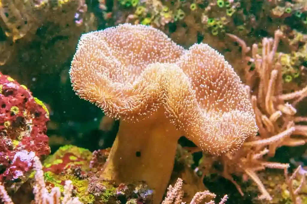 top 10 most beautiful sea creatures