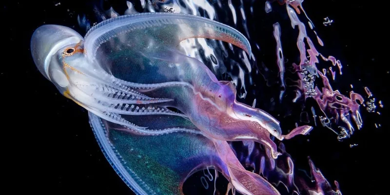 top 10 most beautiful sea creatures