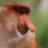 Animals With Weird Noses in The World