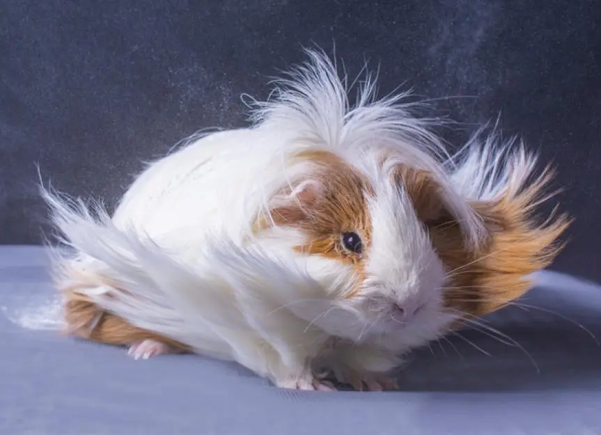 Top 10 Animals With Long Hair