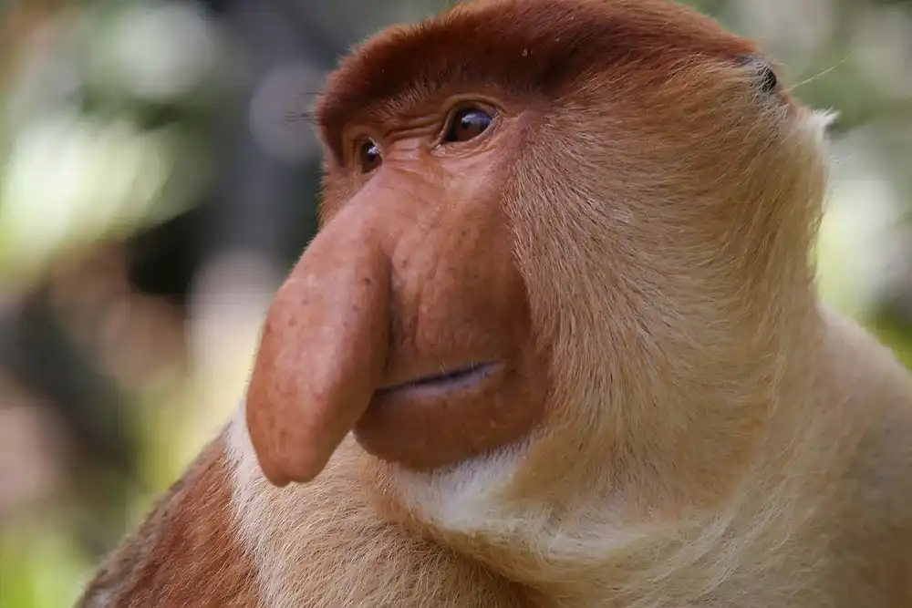Animals With Weird Noses in The World
