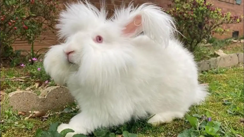 Top 10 Animals With Long Hair