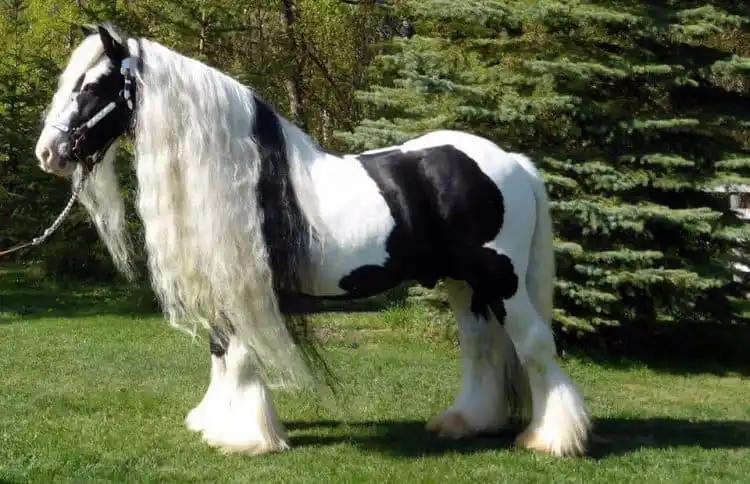 Top 10 Animals With Long Hair
